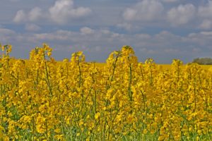 Rapsblüte auf der Insel Fehmarn 17