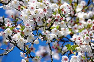 Obstblüte im Alten Land 12