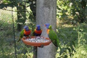 Vogelpark Marlow 19