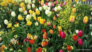 Tulpenpracht auf Schloss Gavnø 15